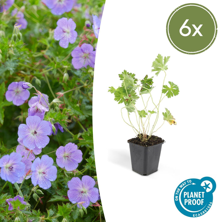 Géranium Rozanne - 20cm - Acheter une plante d'intérieur