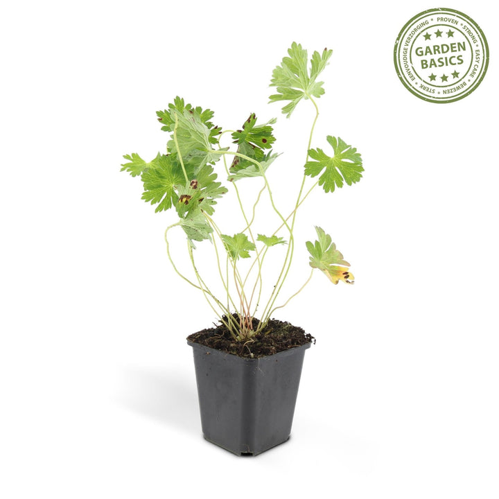 Géranium Rozanne - 20cm - Acheter une plante d'intérieur