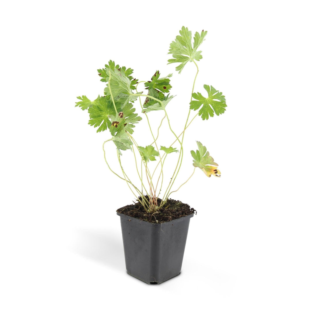 Géranium Rozanne - 20cm - Acheter une plante d'intérieur
