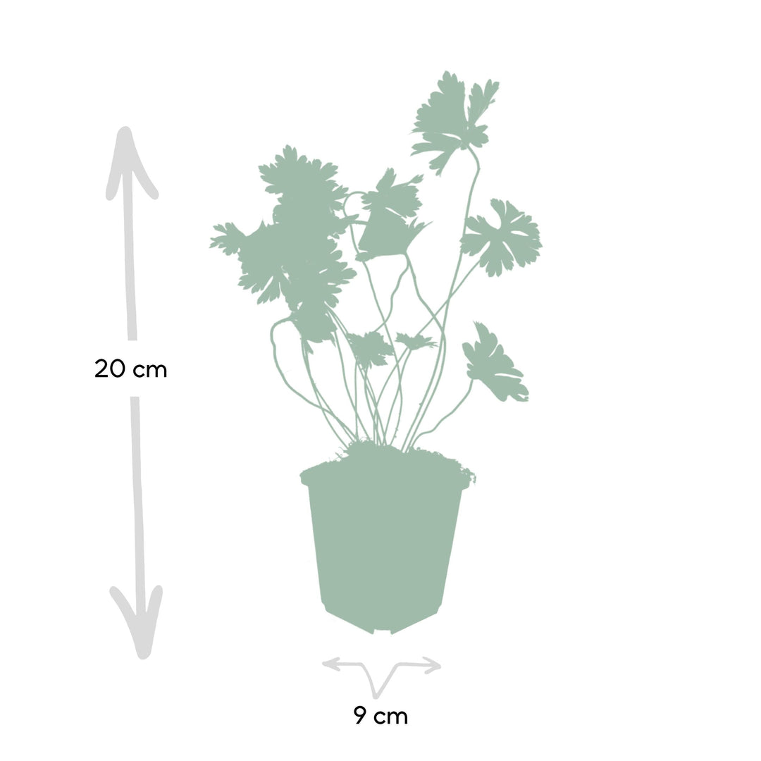 Géranium Rozanne - 20cm - Acheter une plante d'intérieur