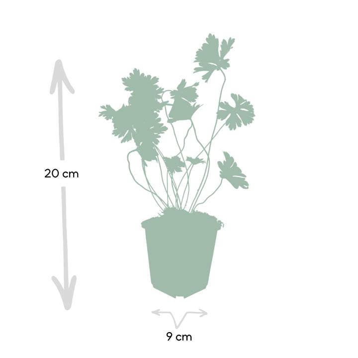 Géranium Rozanne - 20cm - Acheter une plante d'intérieur