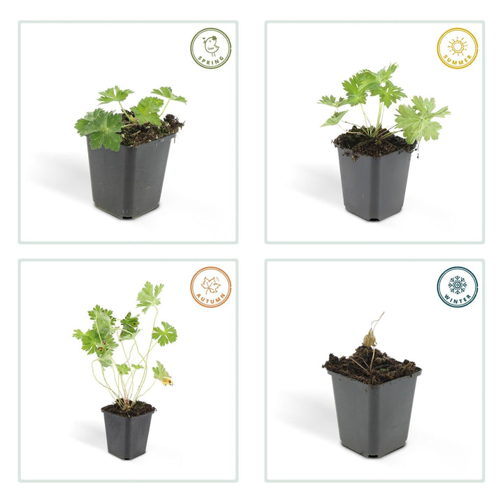 Géranium Rozanne - 20cm - Acheter une plante d'intérieur