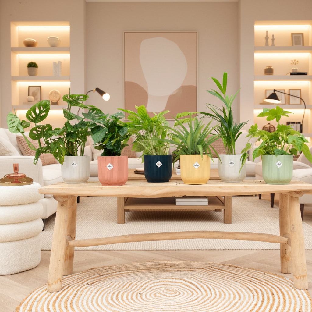 Boîte surprise - 6 plantes avec elho Vibes Fold Round Ø14