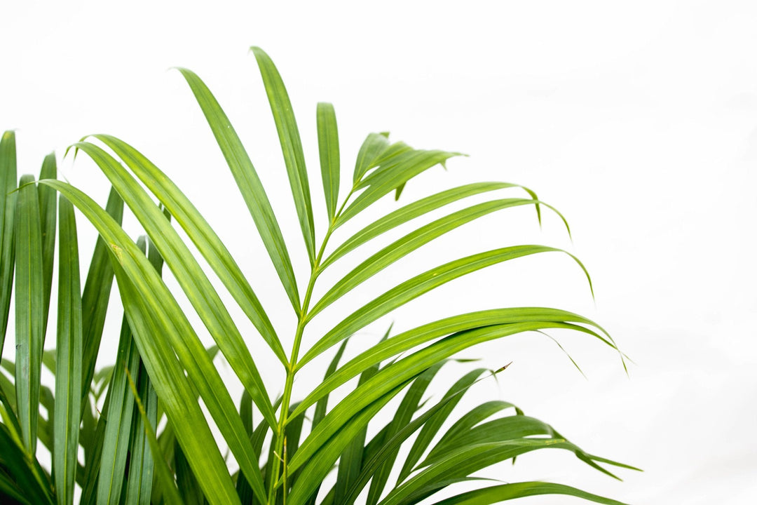 Dypsis Lutescens (Areca palm) - 130cm - Goudpalm | Koop