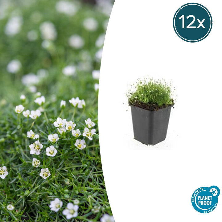 Sagina Subulata - 20cm - Acheter une plante d'intérieur