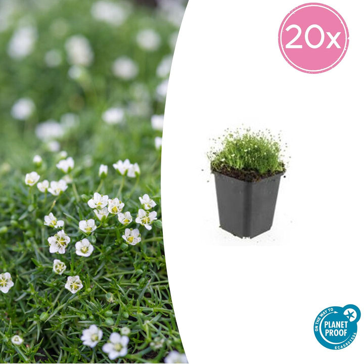 Sagina Subulata - 20cm - Acheter une plante d'intérieur