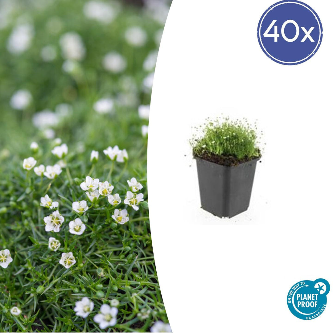 Sagina Subulata - 20cm - Acheter une plante d'intérieur