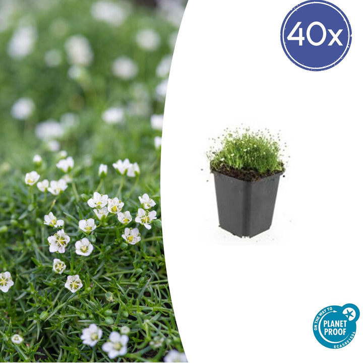 Sagina Subulata - 20cm - Acheter une plante d'intérieur