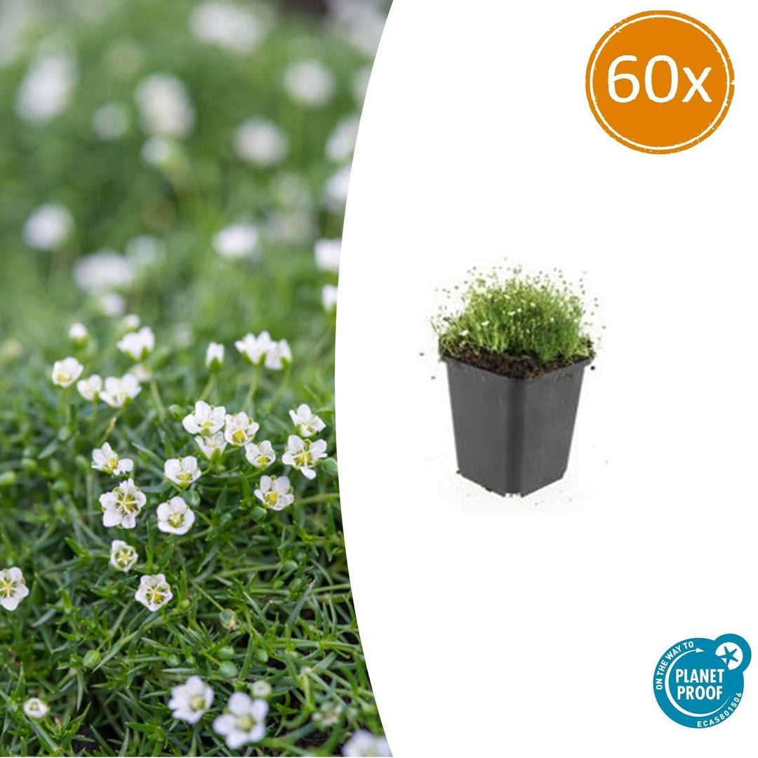 Sagina Subulata - 20cm - Acheter une plante d'intérieur