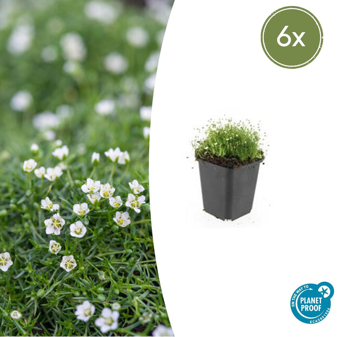 Sagina Subulata - 20cm - Acheter une plante d'intérieur