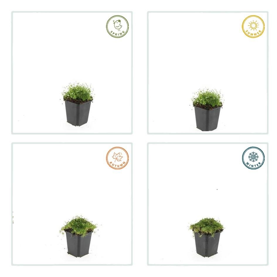 Sagina Subulata - 20cm - Acheter une plante d'intérieur