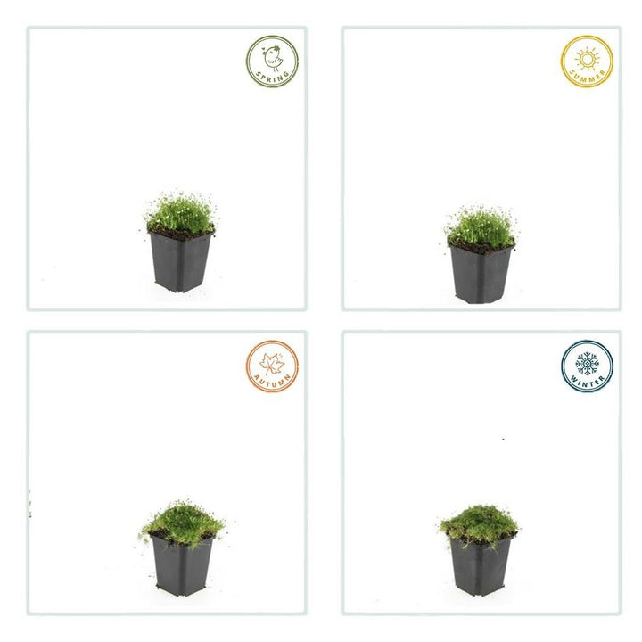 Sagina Subulata - 20cm - Acheter une plante d'intérieur