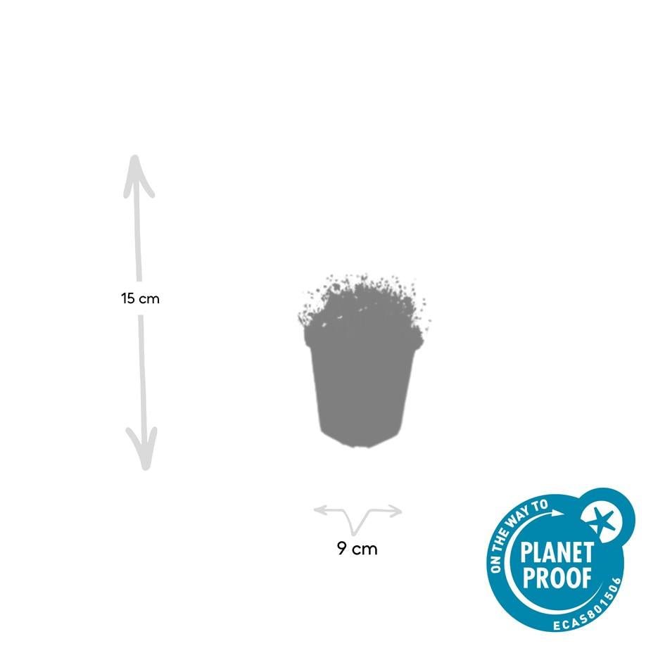 Sagina Subulata - 20cm - Acheter une plante d'intérieur