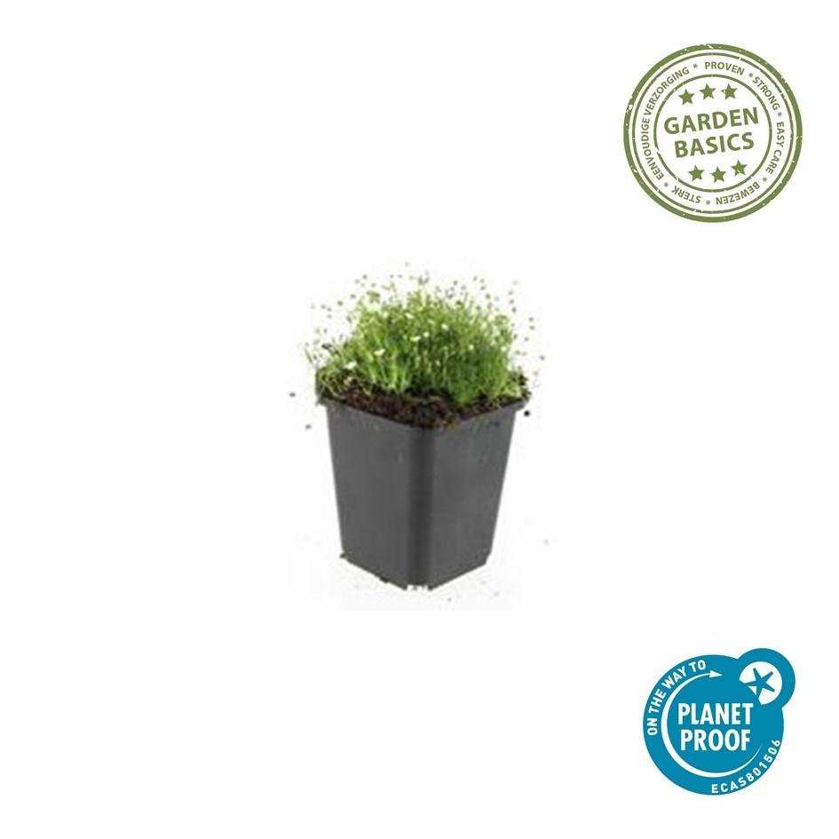 Sagina Subulata - 20cm - Acheter une plante d'intérieur
