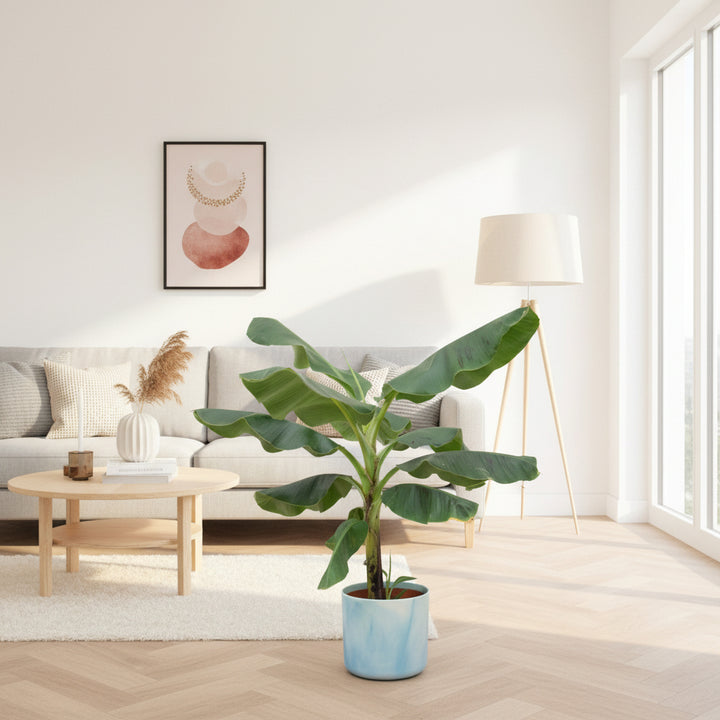 Combi deal - Bananenplant (Musa) inclusief Elho Ocean Round - 100cm