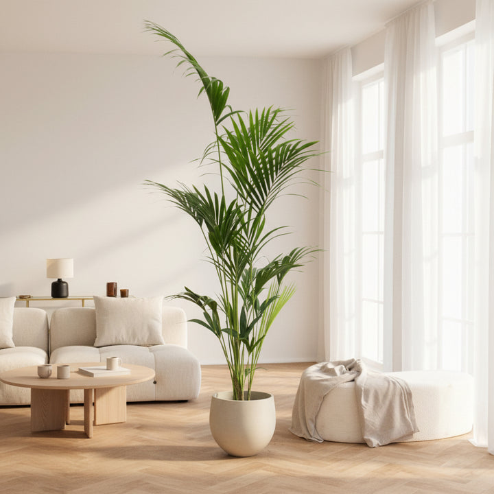 Kentia palm - 180cm - Kamerplant Kopen