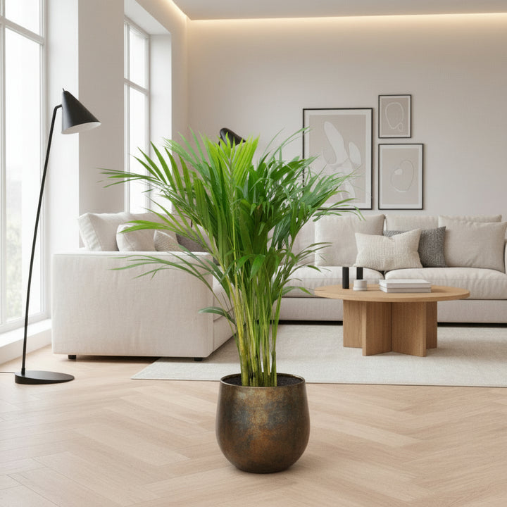 Dypsis Lutescens (Areca palm) - 70cm - Goudpalm | Koop