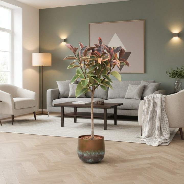 Ficus Elastica Belize op stam - 130cm - Rubberboom