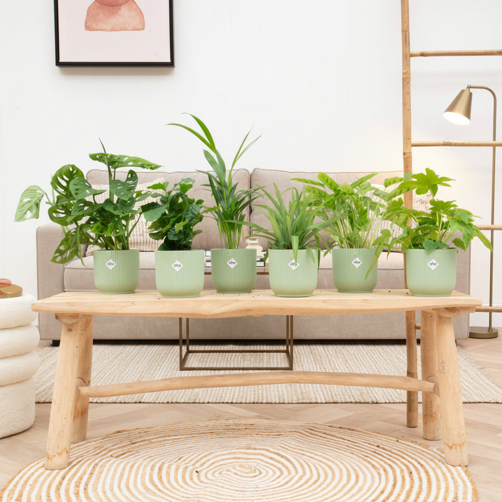 Boîte surprise - 6 plantes avec elho Vibes Fold Round Ø14