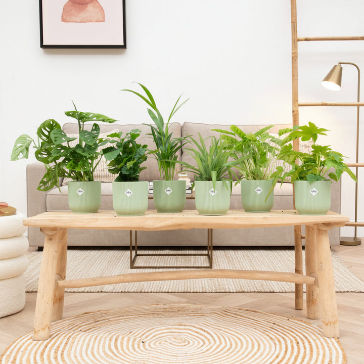 Boîte surprise - 6 plantes avec elho Vibes Fold Round Ø14