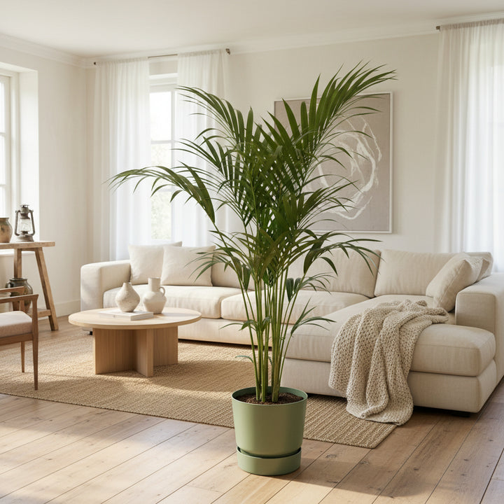 Kentia palm - 160 cm - Kamerplant Kopen