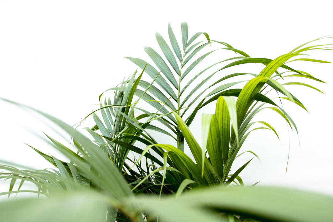 Dypsis Lutescens (Areca palm) - 130cm - Goudpalm | Koop