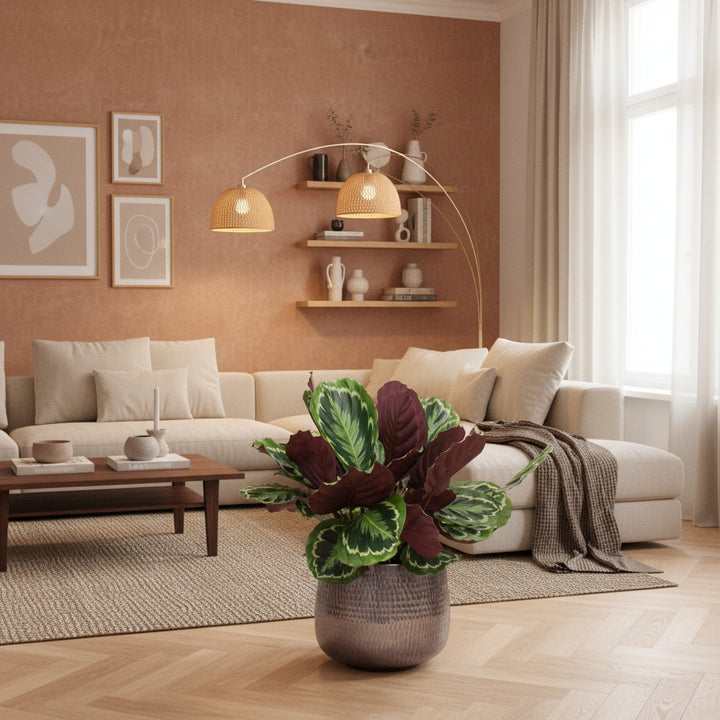 Calathea Medaillon - 80cm - Pauwenplant - Kamerplant Kopen