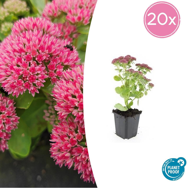 Sedum 'Herbstfreude' - 20cm - Plante grasse Succulente | Acheter