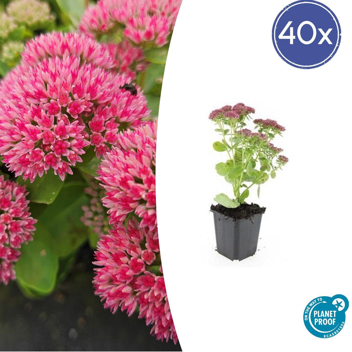 Sedum 'Herbstfreude' - 20cm - Plante grasse Succulente | Acheter