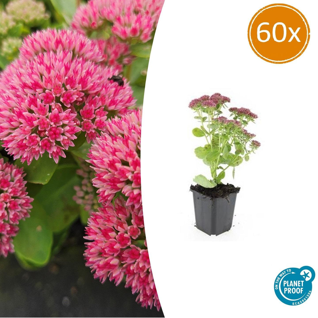Sedum 'Herbstfreude' - 20cm - Plante grasse Succulente | Acheter