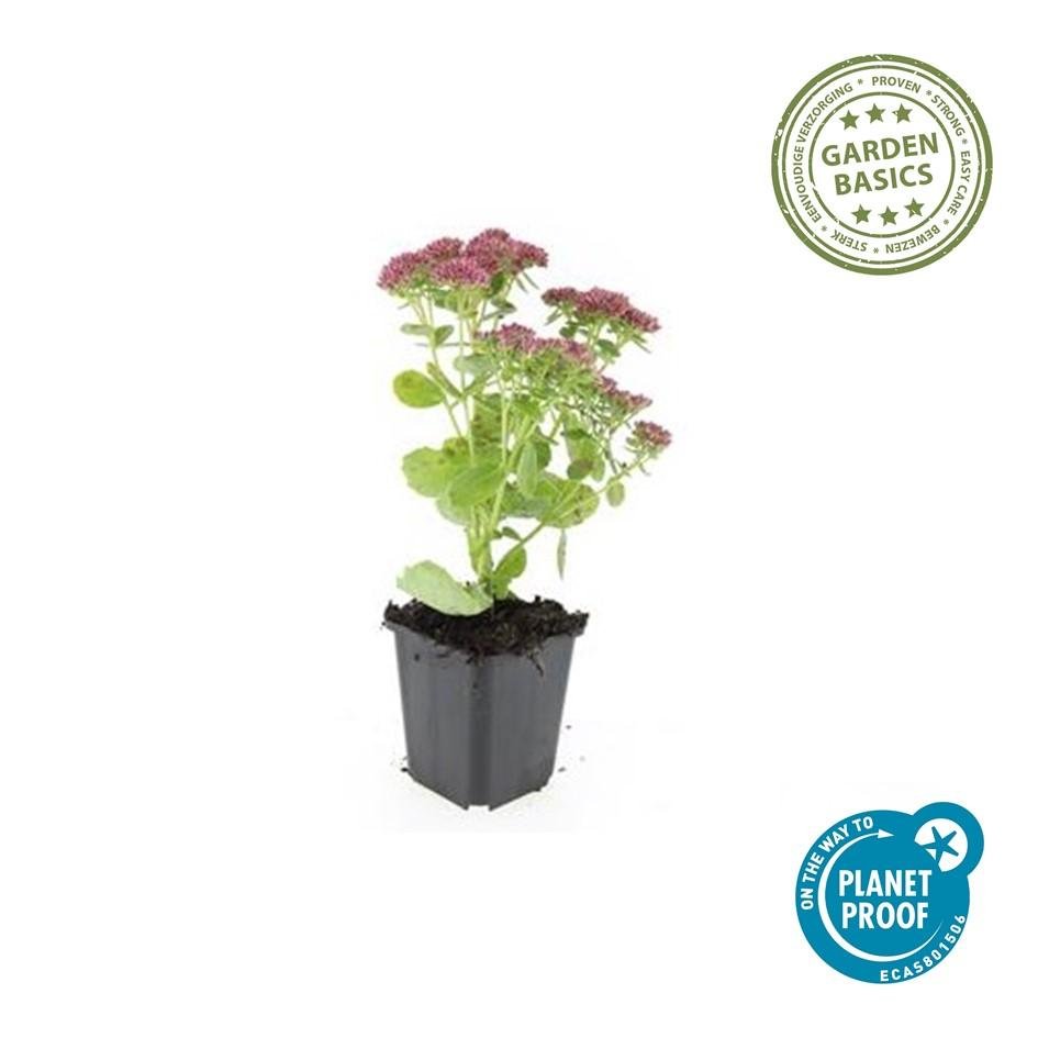 Sedum 'Herbstfreude' - 20cm - Plante grasse Succulente | Acheter