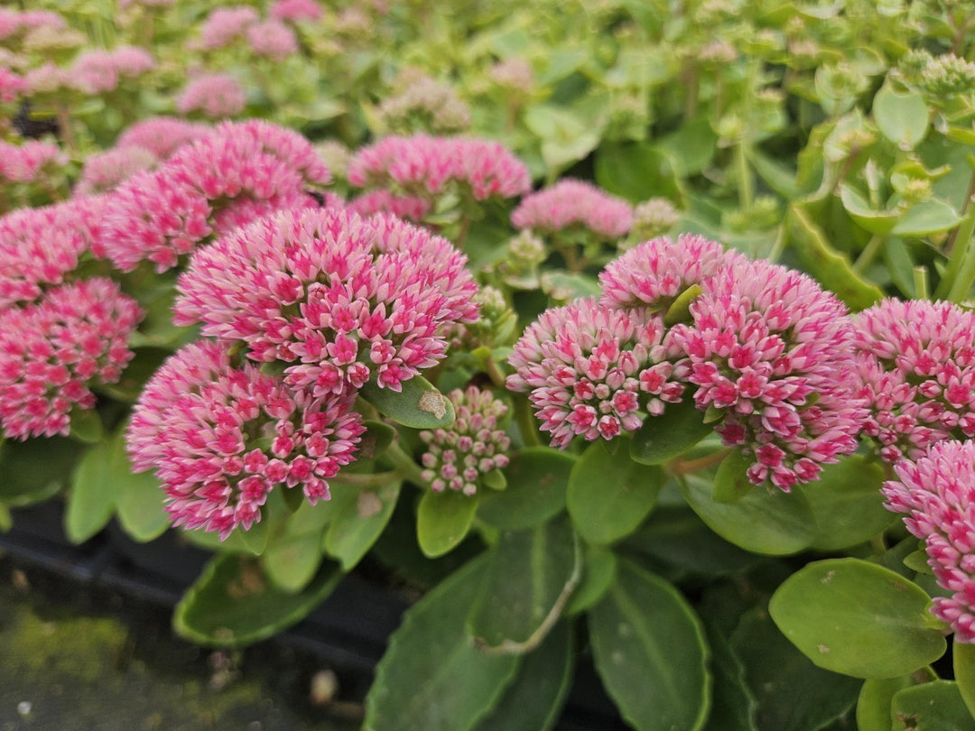Sedum 'Herbstfreude' - 20cm - Plante grasse Succulente | Acheter