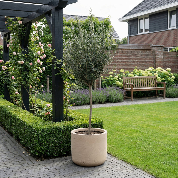 Olea Europaea op stam - 160cm - Buitenplant