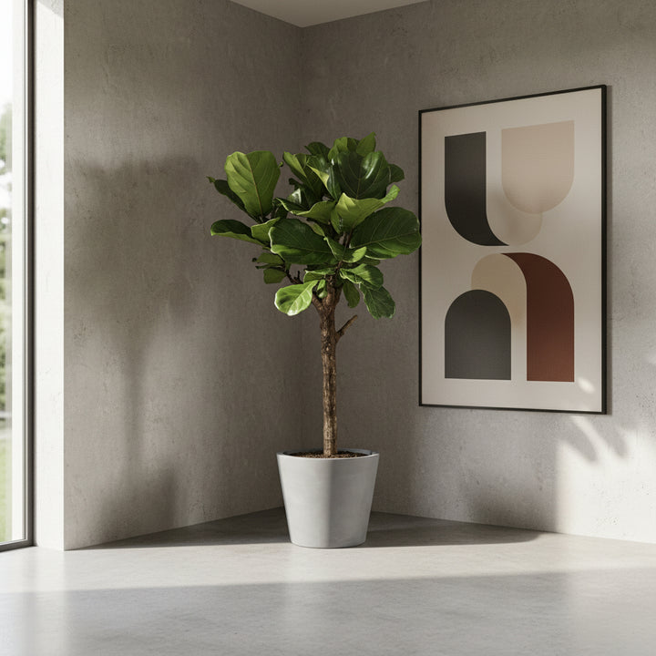 Ficus Lyrata boom XL - 180cm - Vioolbladplant - Kamerplant