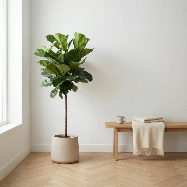 Ficus Lyrata stam - 130cm - Vioolbladplant - Kamerplant