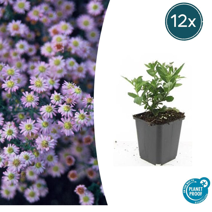 Aster ageratoides 'Stardust' - 20cm - Kamerplant Kopen