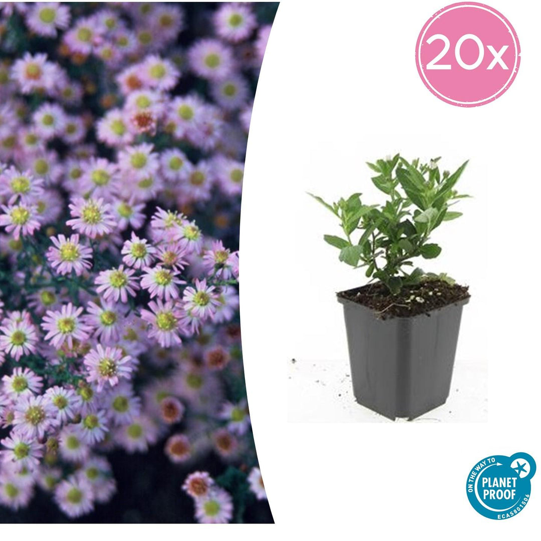Aster ageratoides 'Stardust' - 20cm - Kamerplant Kopen