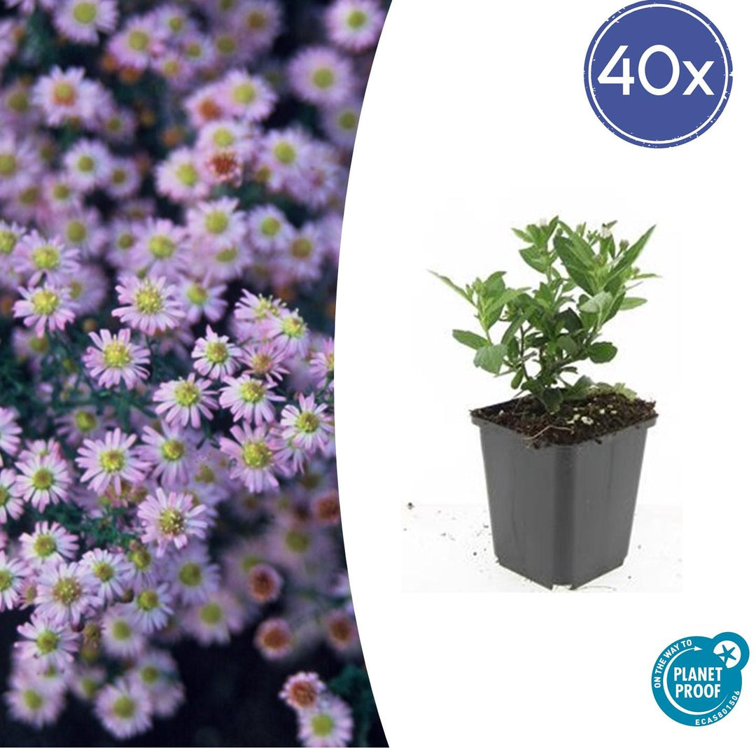 Aster ageratoides 'Stardust' - 20cm - Kamerplant Kopen