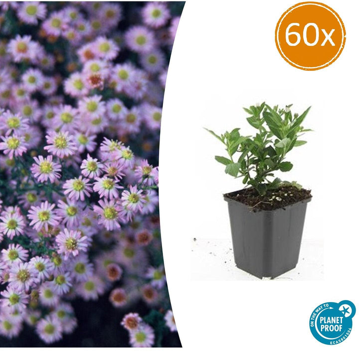 Aster ageratoides 'Stardust' - 20cm - Kamerplant Kopen