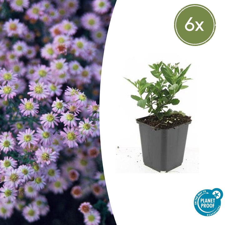 Aster ageratoides 'Stardust' - 20cm - Kamerplant Kopen