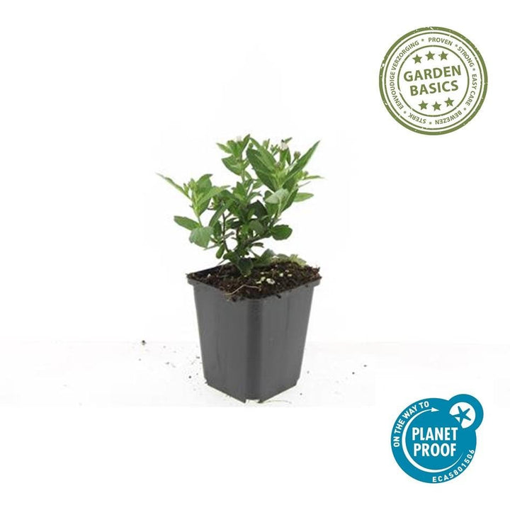 Aster ageratoides 'Stardust' - 20cm - Kamerplant Kopen