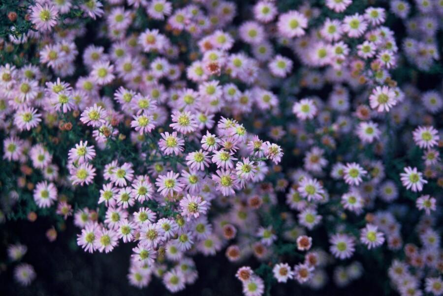 Aster ageratoides 'Stardust' - 20cm - Kamerplant Kopen