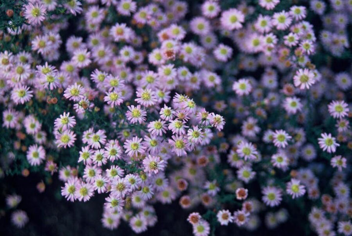 Aster ageratoides 'Stardust' - 20cm - Kamerplant Kopen