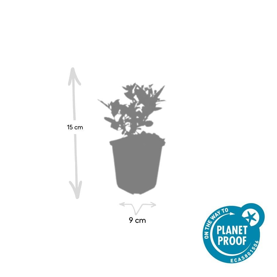 Aster ageratoides 'Stardust' - 20cm - Kamerplant Kopen