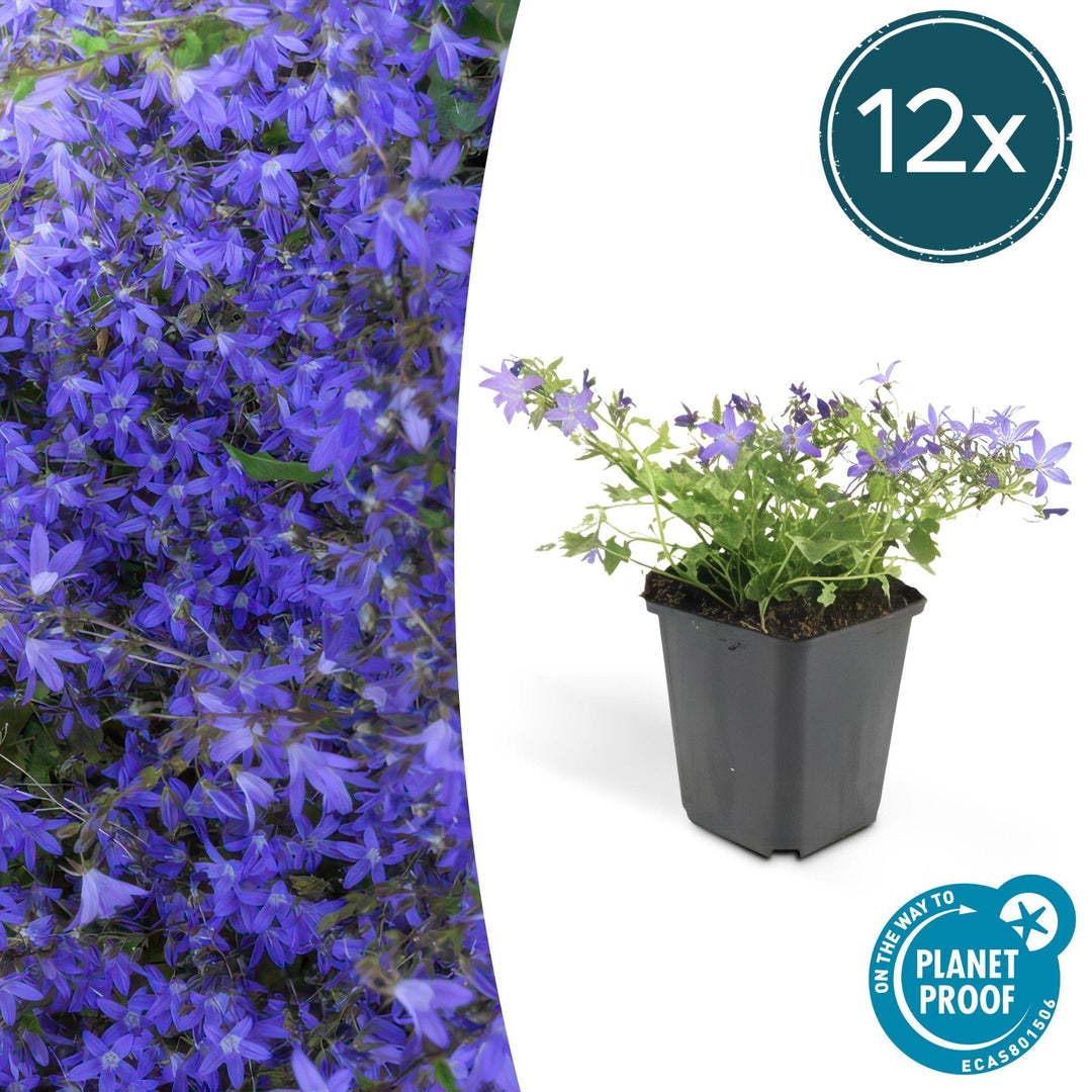 Campanula poscharskyana 'Stella' - 20cm - Kamerplant Kopen