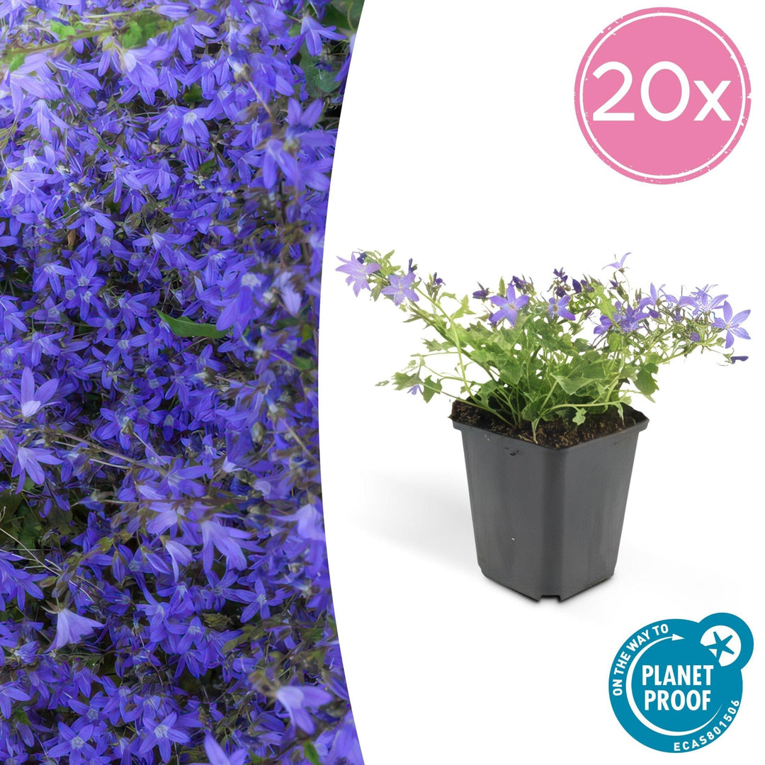 Campanula poscharskyana 'Stella' - 20cm - Kamerplant Kopen