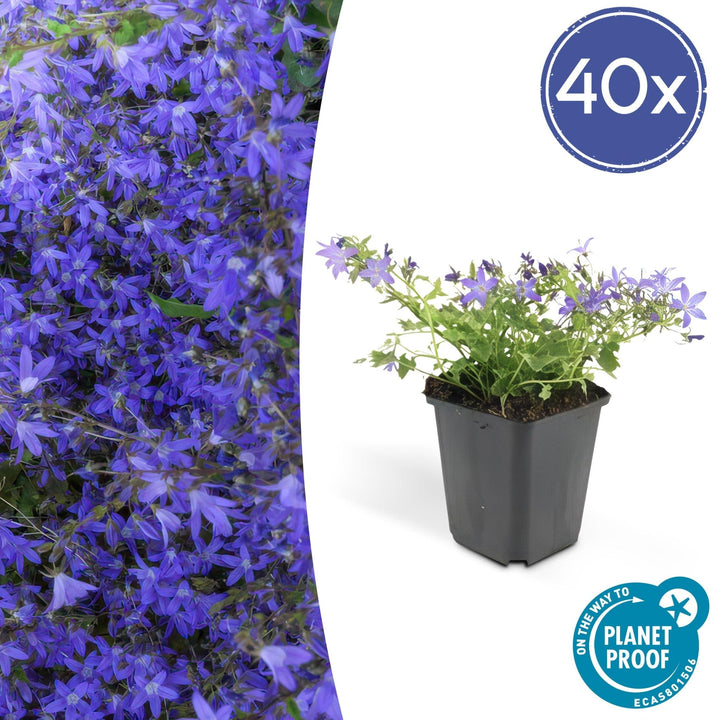 Campanula poscharskyana 'Stella' - 20cm - Kamerplant Kopen