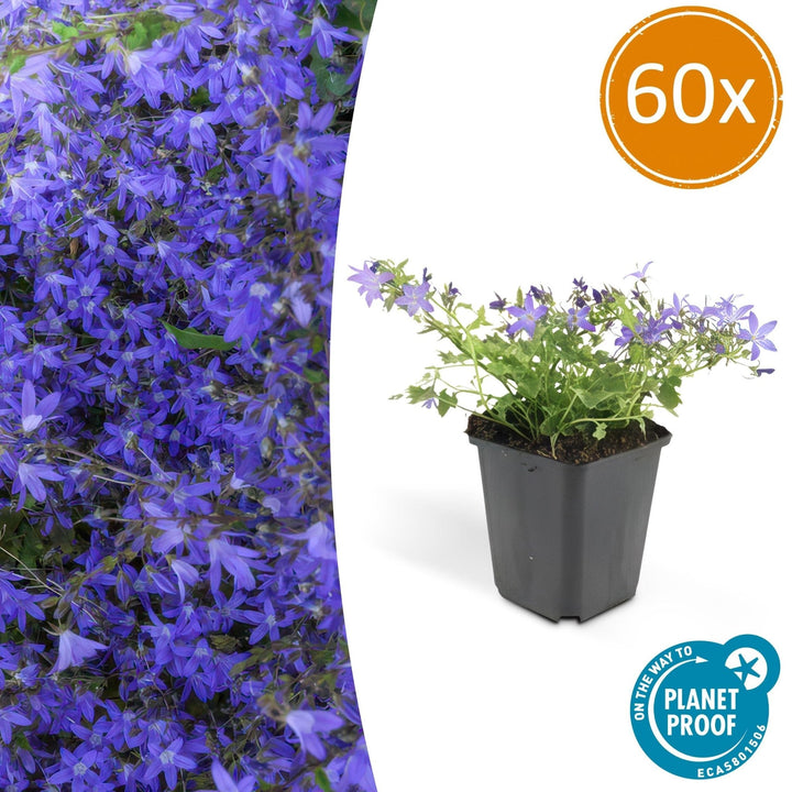 Campanula poscharskyana 'Stella' - 20cm - Kamerplant Kopen