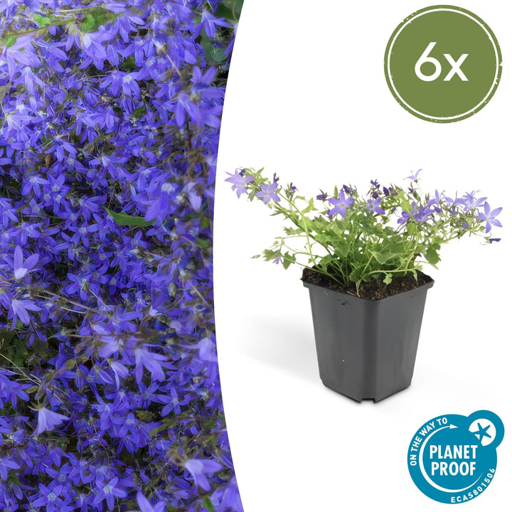 Campanula poscharskyana 'Stella' - 20cm - Kamerplant Kopen