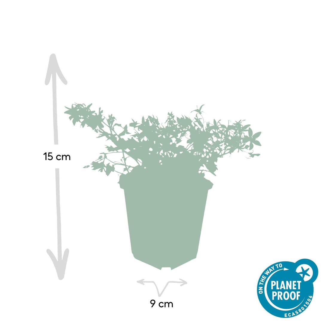 Campanula poscharskyana 'Stella' - 20cm - Kamerplant Kopen